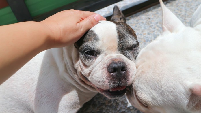 Rebríček najobľúbenejších psích plemien. Zistite, kto je na vrchole a kto na samom konci