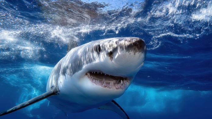 Opäť spozorovali gigantického žraloka. Objavil sa pri vyhľadávanom dovolenkovom mieste