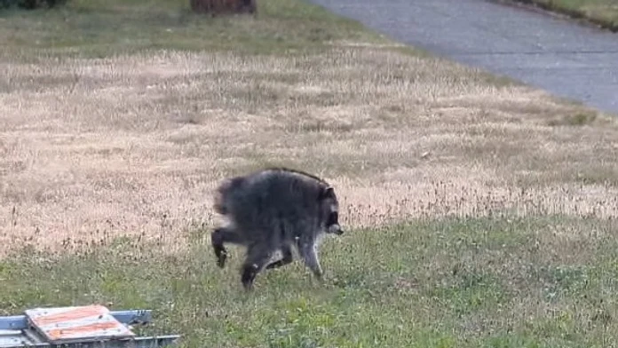 VIDEO: Obyvateľov Seattlu prekvapil bizarný tvor. „Jimothy“ sa stal virálnou senzáciou