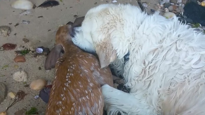 Zlatý retríver zachránil topiacu sa srnku