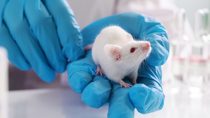 Prielom v ľudskej medicíne? Lekári vytvorili priehľadnú myš, cez kožu jej presvitajú orgány