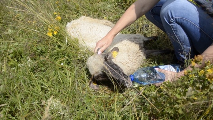 Pani Zuzana sa pokúsila ovečku zachrániť