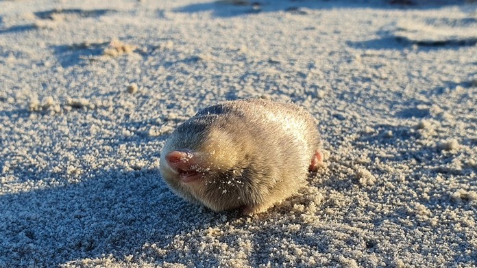 FOTO a VIDEO: Považovali ho za vyhynutý druh. Zviera však po desaťročiach opäť objavili