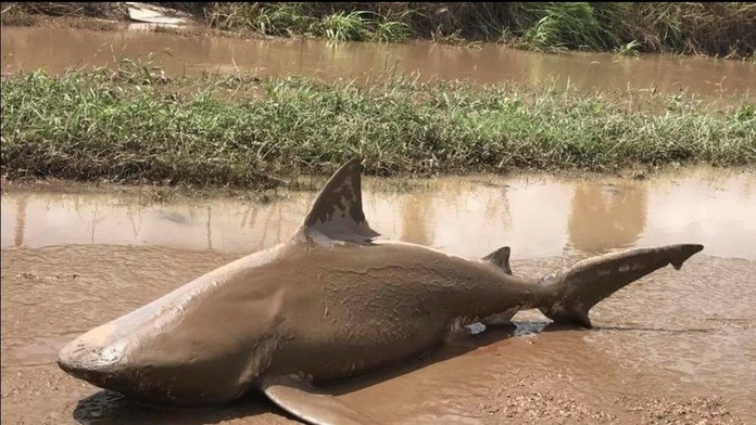 Na ceste našli žraloka býčieho.