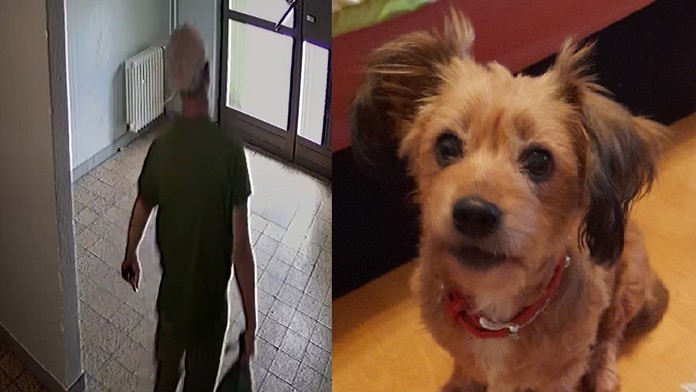 Pre nezhody s exmanželkou jej zabil psa sekerou. Mužovi za krutý čin hrozí trojročné väzenie