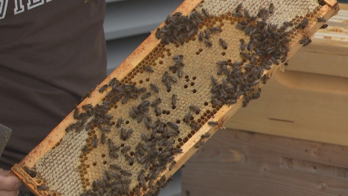 Včely na streche banky.