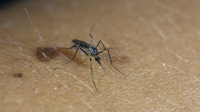 Nový liek dokáže ľudskú krv premeniť na jed proti komárom