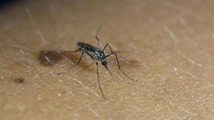 Nový liek dokáže ľudskú krv premeniť na jed proti komárom
