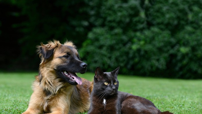 Mačka a pes