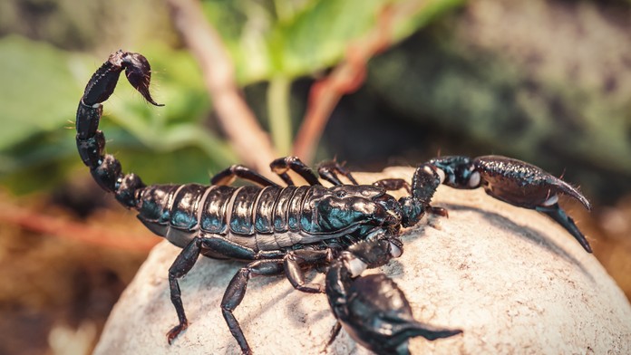 Kuriozita na Liptove: V jednej z bytoviek sa objavil desivý oznam, chovateľovi utiekli škorpióny