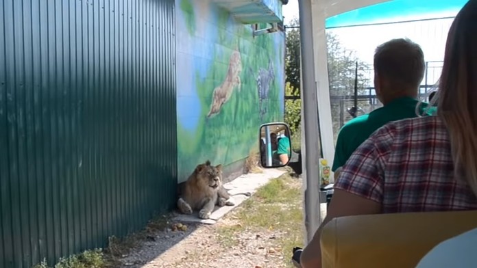 Lev vliezol do autobusu plného turistov.