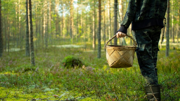 FOTO: Sezóna húb graduje. Odborník upozorňuje na nenápadného zabijaka
