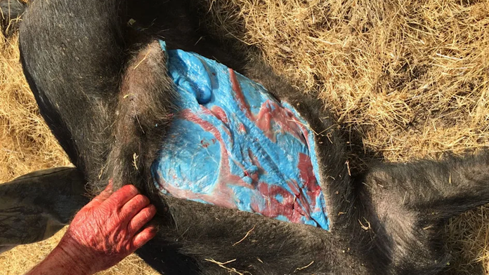 Bizarný objav v Kalifornii zalarmoval úrady. Za jasne modrou farbou mäsa diviakov sa skrýva vážny problém