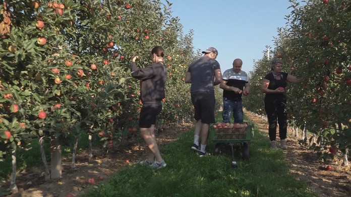 V Ostraticiach pustili do sadov ľudí.