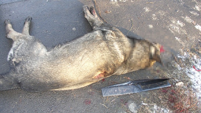 Zastrelený pes na lučeneckom sídlisku Rúbanisko 1. 