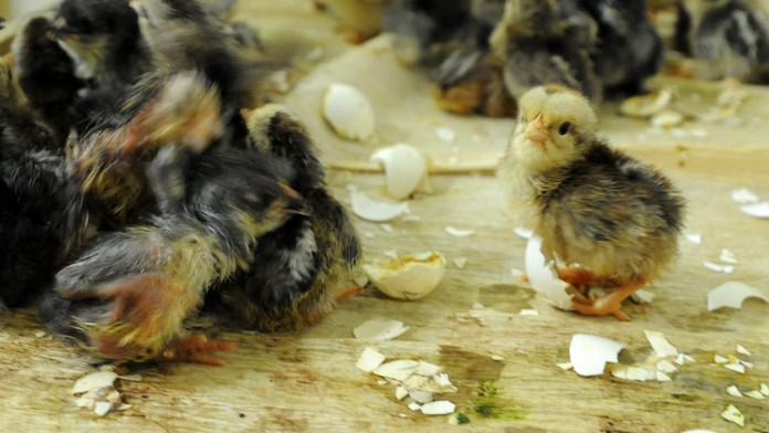 V okrese Prešov potvrdili vtáčiu chrípku, zisťovali sme či hrozí hromadné hubenie hydiny