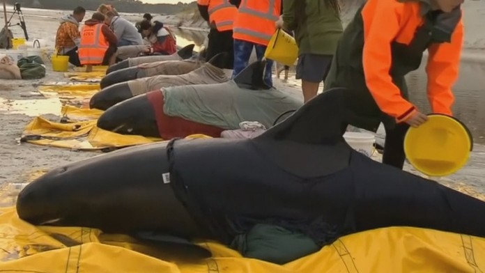 Uviaznuté veľryby na Novom Zélande