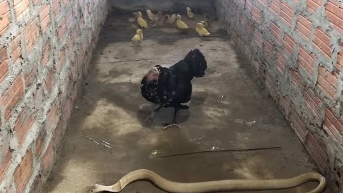 Protest v St. Louis pre zabitie Georgea Floyda