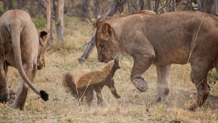 Váži iba 15 kíl, rešpekt pred ním majú aj levy. Najagresívnejší tvor Afriky má odstrašujúci arzenál zbraní