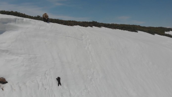 Šplhajúce medvede.