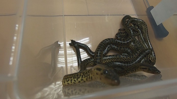 Vzácne anakondy z košickej zoo.