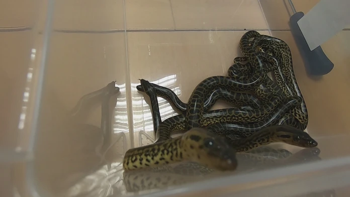 Vzácne anakondy z košickej zoo.