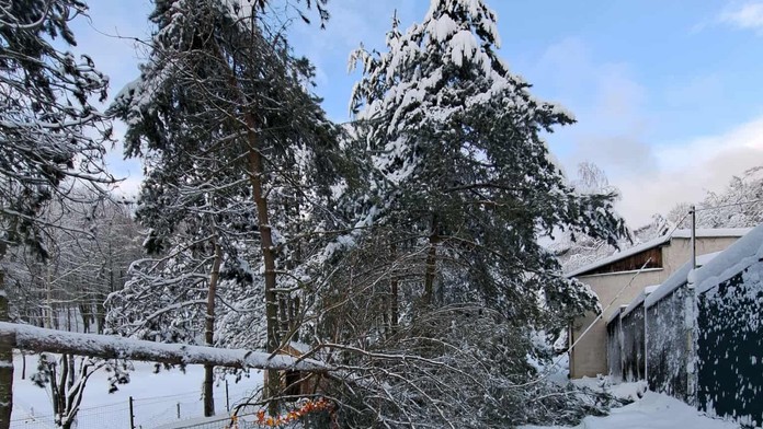 Košická zoo ostáva zatvorená. Sneh tam vyvrátil vyše 200 stromov