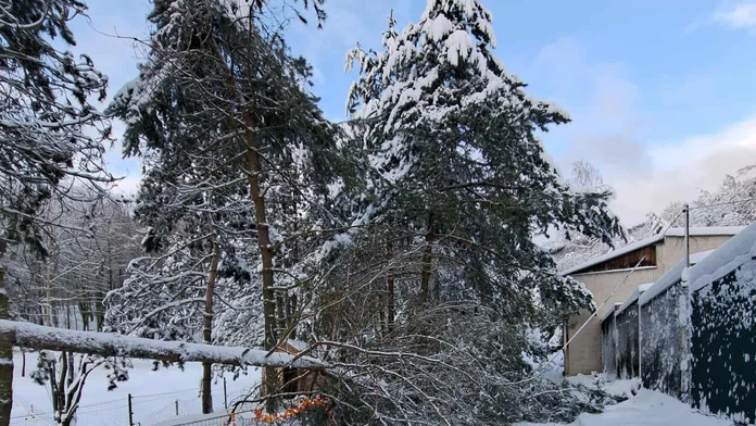 Košická zoo ostáva zatvorená. Sneh tam vyvrátil vyše 200 stromov