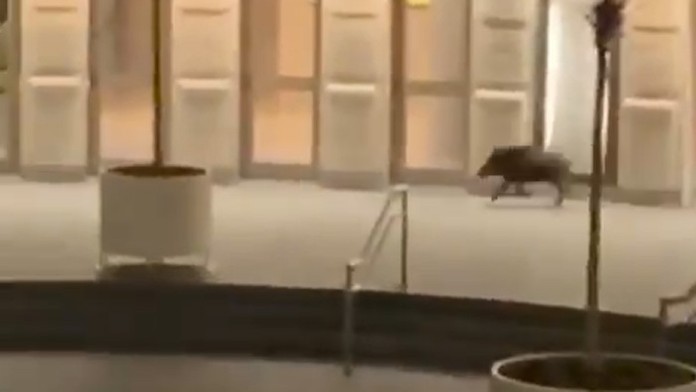 Diviak pred SND v Bratislave.