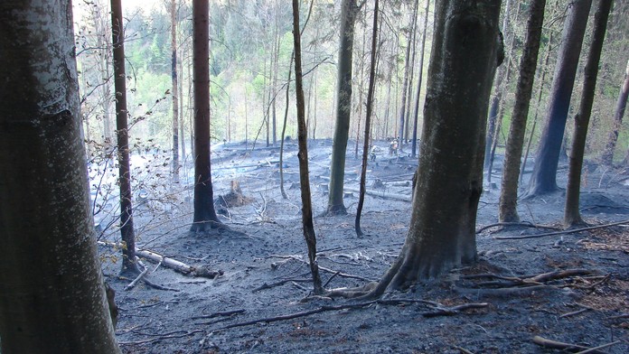 V Dobročskom pralese horelo.