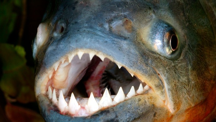 Hororový incident: Na dovolenkárov sa vrhol húf piraní, desiatky ľudí utrpeli desivé zranenia