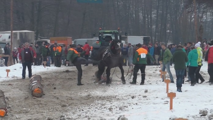 Furmani kopali koňa