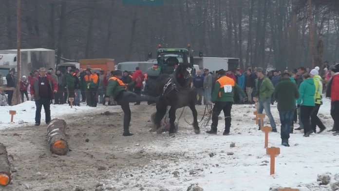 Furmani kopali koňa