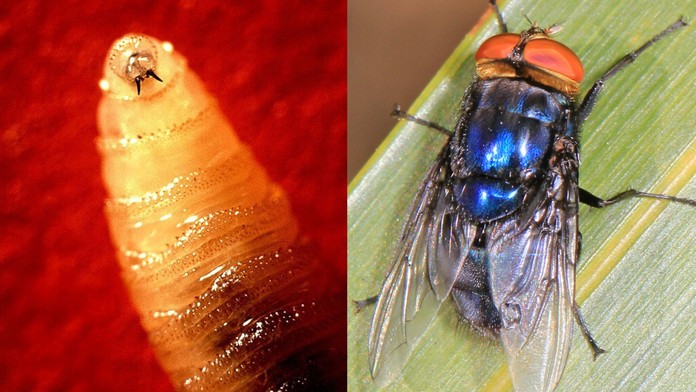 Najskôr ostré zuby, potom sa zavŕta do tela – bolesť je príšerná. Mäsožravá larva prvýkrát infikovala človeka v USA