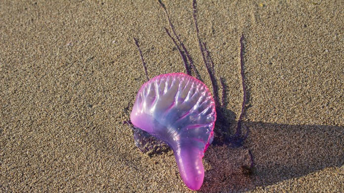 Španielsko zatvára mnohé pláže. Na ľudí útočia jedovaté medúzy, príčinou premnoženia je enormný rybolov