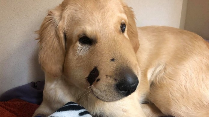 Zlatý retriever Todd.