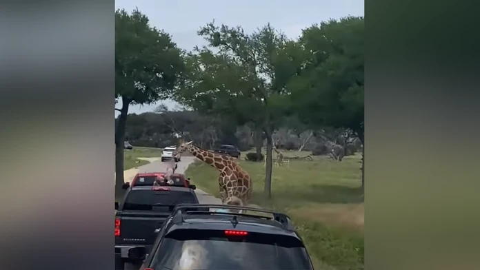 VIDEO: Desivé momenty v safari parku. Žirafa dvihla do vzduchu dvojročné dieťa