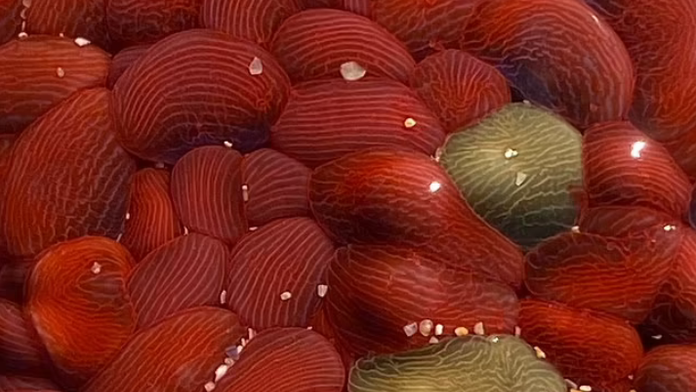 Na austrálsku pláž vyplavilo záhadnú bytosť. Podobá sa na mozog