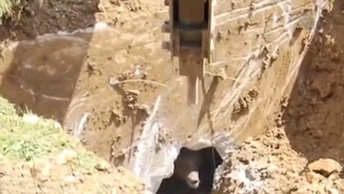 Medveď kuká zo šachty.