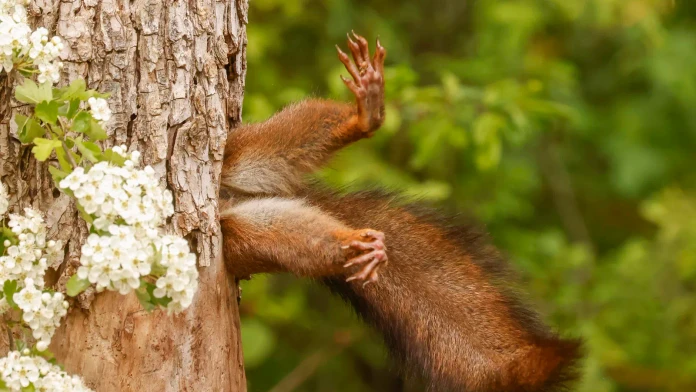 Súťaž Comedy Wildlife pozná víťazov. Toto sú najvtipnejšie fotografie z ríše zvierat
