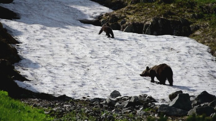 Medvede na sánkovačke.