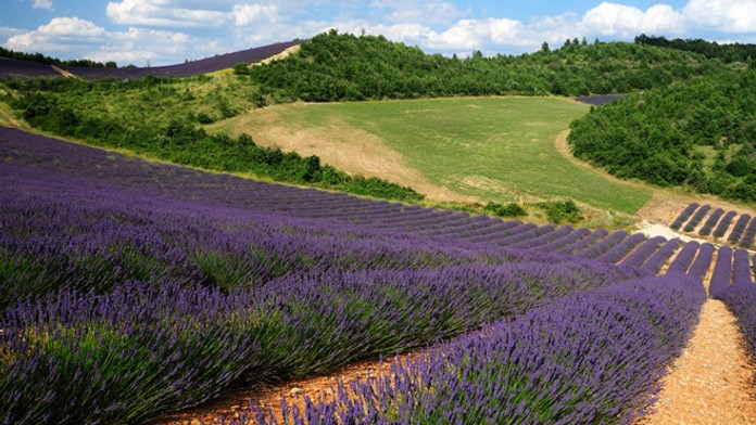 Levanduľové pole - ilustračná snímka.