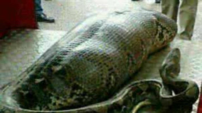 Zjedol pytón opitého človeka? 