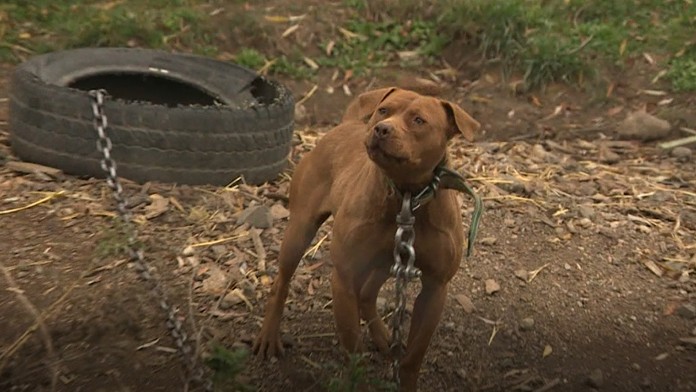 Božský Kája oslavuje osemdesiatku!
