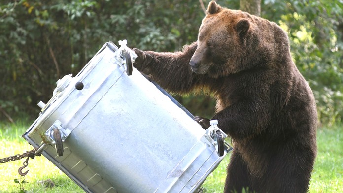 Medvede na Slovensku nie sú premnožené, vyplýva to z vedeckej štúdie