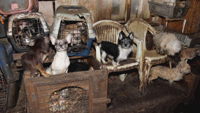 Psíky chované v otrasných podmienkach.