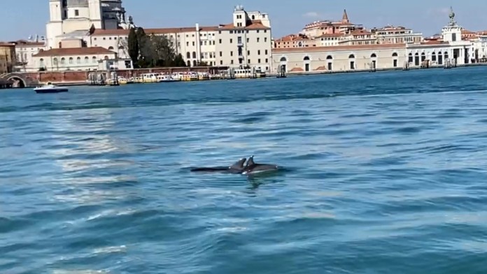 V benátskych kanáloch sa objavili delfíny.