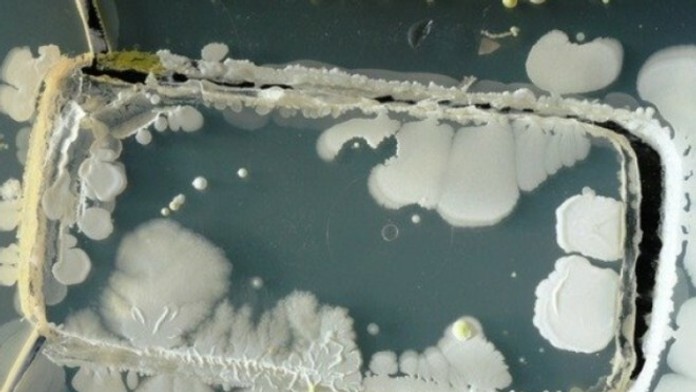 Bakterie na mobile3.jpg