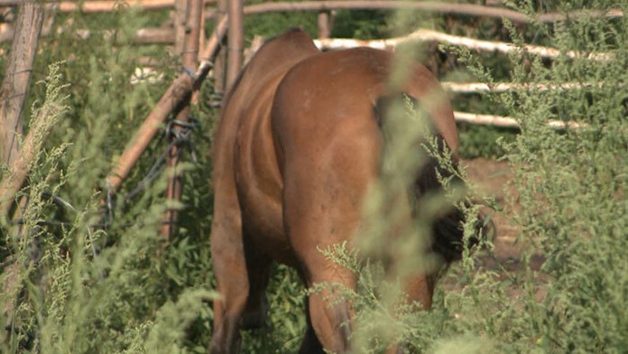 Dvojročná kobyla Sendy