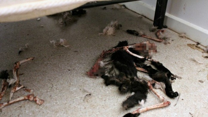 Scéna ako z hororu.